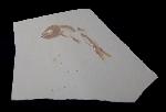 Leptolepides haertesi ARRATIA 1997 - Bild &copy; FossNet FossilienStore
